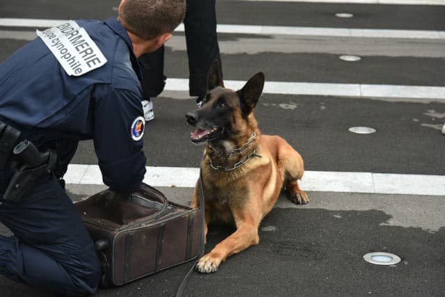 Chien de la Gendarmerie