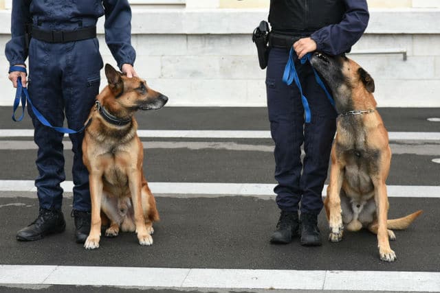 Maitres chien de la Gendarmerie