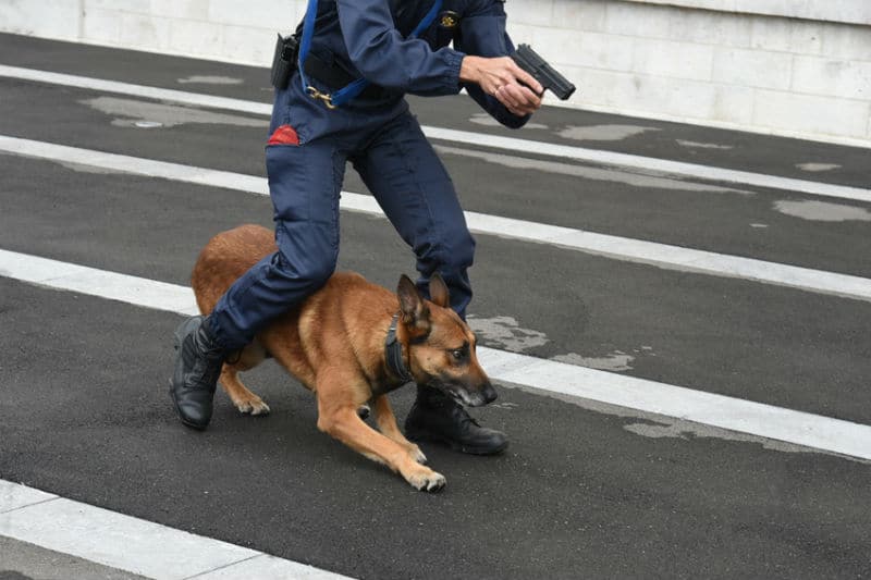 Maitre Chien Police Nationale