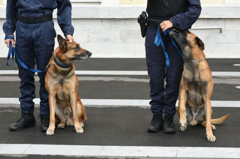 Policiers Maitre Chien