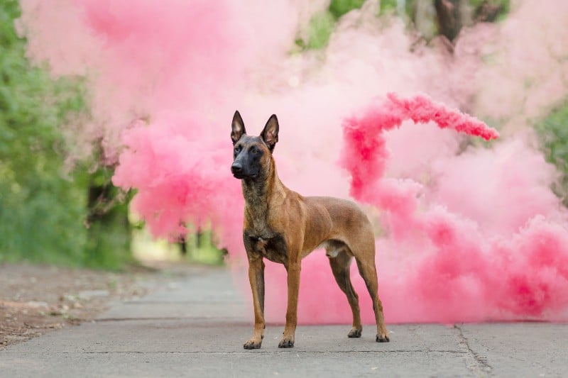 Chien Berger Belge Malinois à l'entrainement