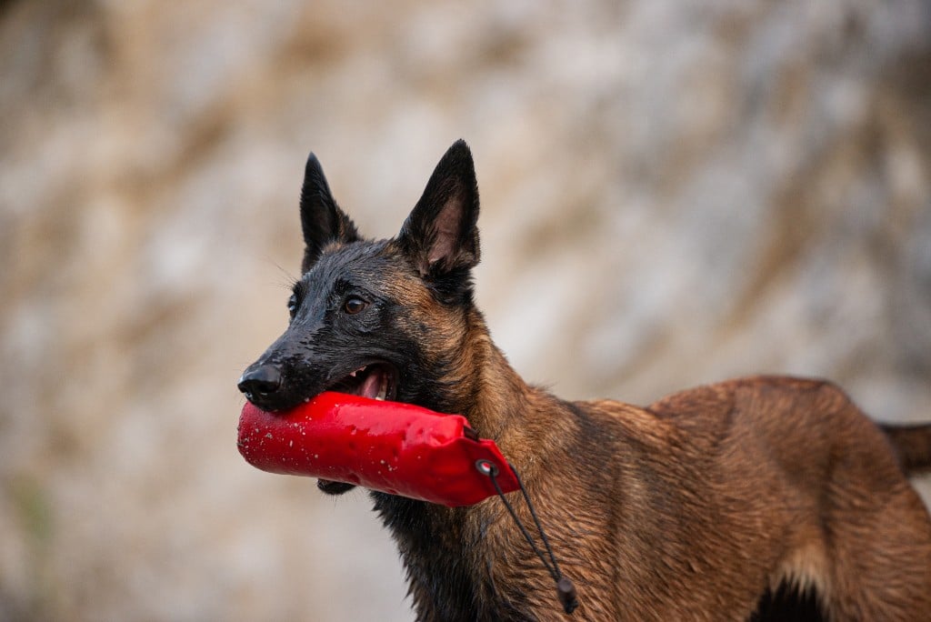 Berger Belge Malinois avec son boudin d'entraînement