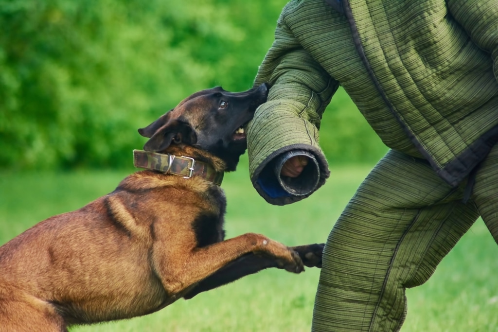 Chien policier qui s'entraîne au mordant.