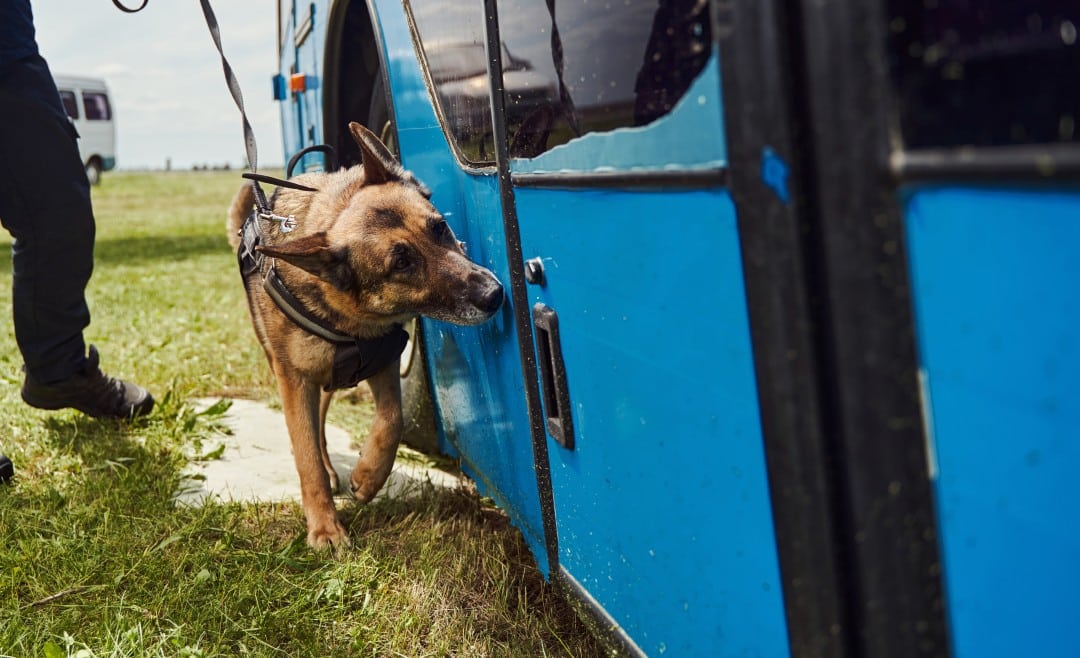 Chien gendarme de recherche