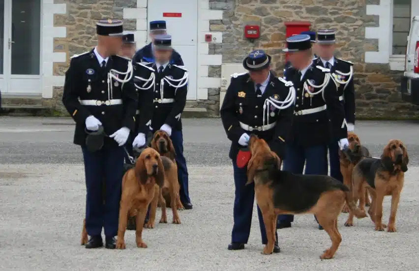Les chiens Saint-Hubert de la Gendarmerie