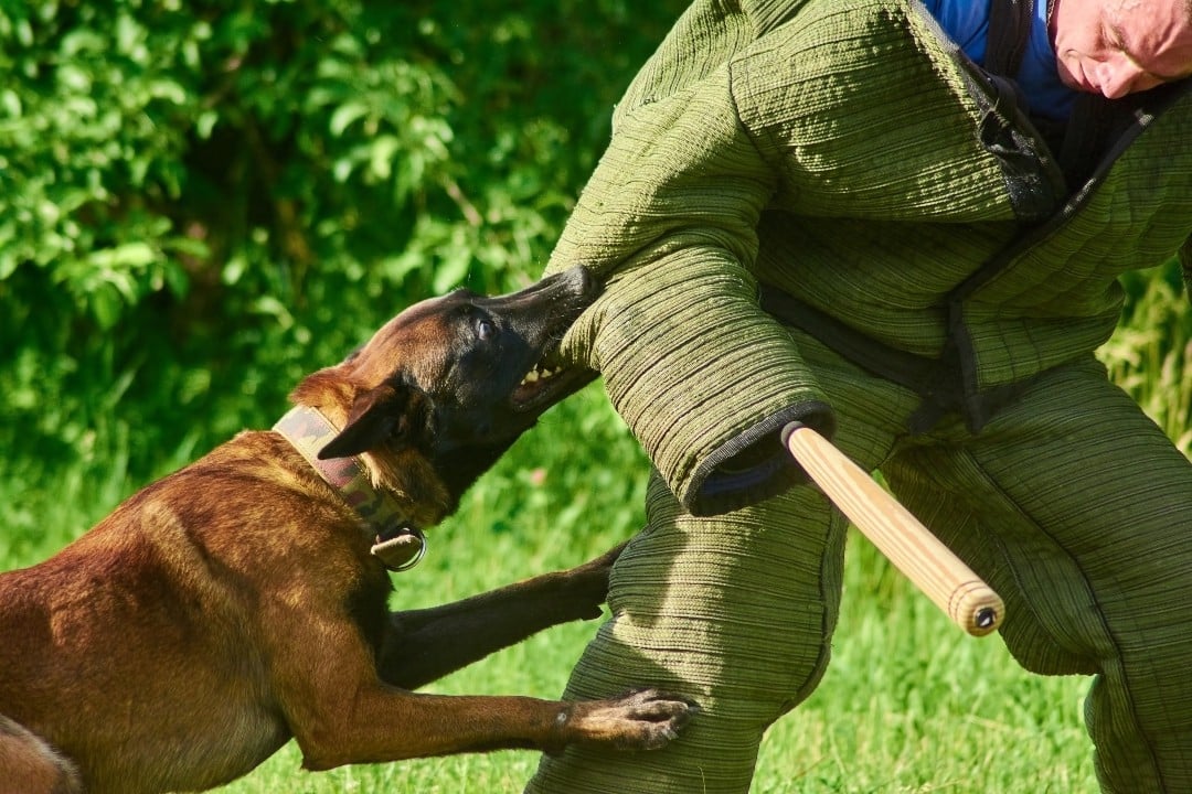 Entrainement d'un chien malinois de la gendarmerie